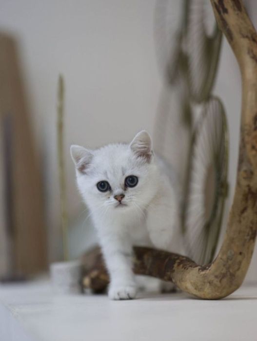 Шиншила на вязку.