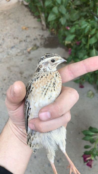 Сайроки  Беданалар ЧИРЧИКДА СОТИЛАДИ