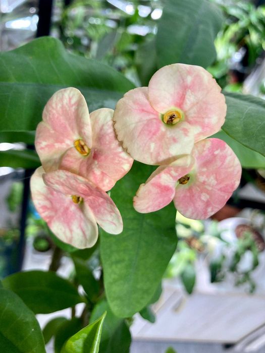 Молочай крупноцветковый, большой