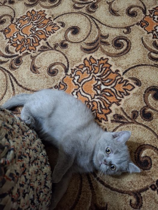 Британские  котята