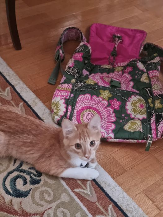 Котенок мальчик 5 мес/Мысық