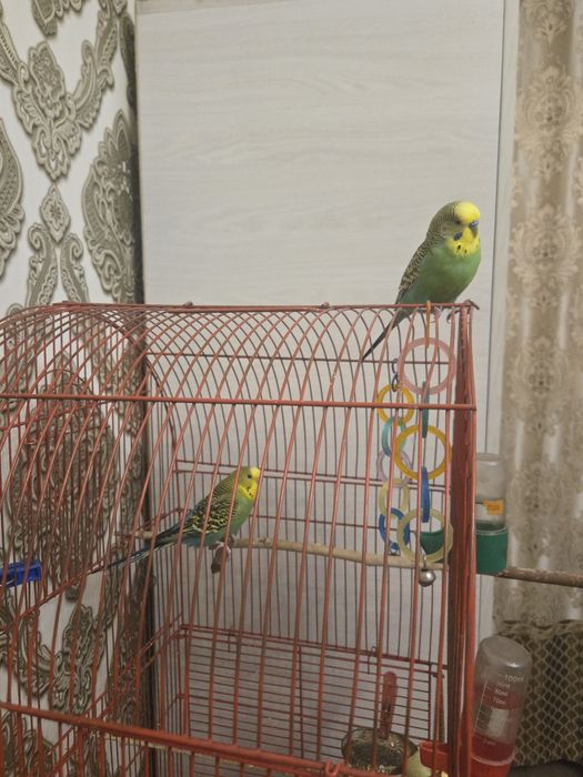 Волнистые попугайчики  с клеткой