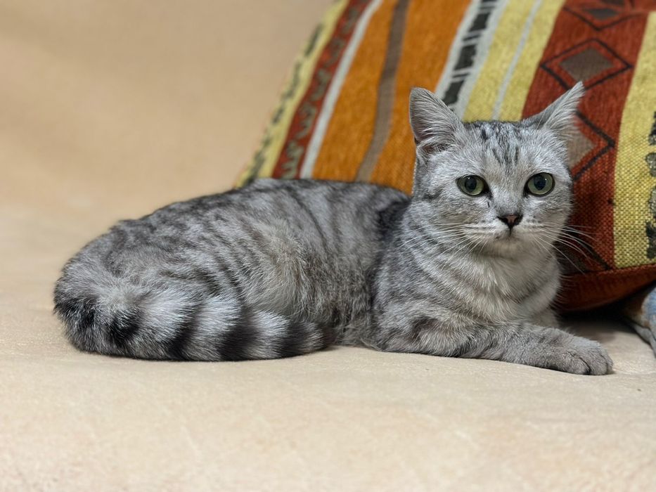 Кошечка ищет дом