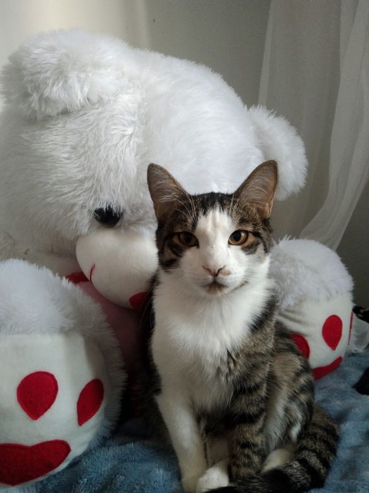 Мушукча хадияга берилади