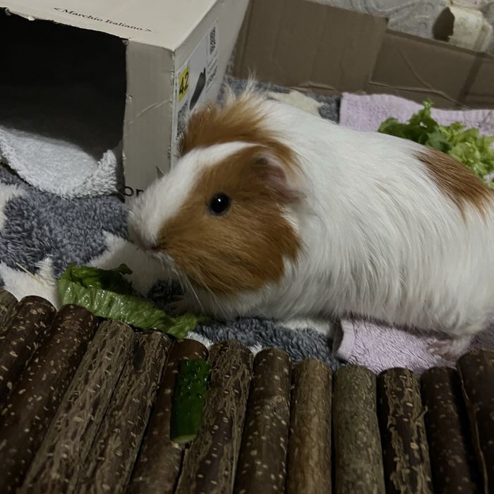 Морская свинка.Лили и Пепе.