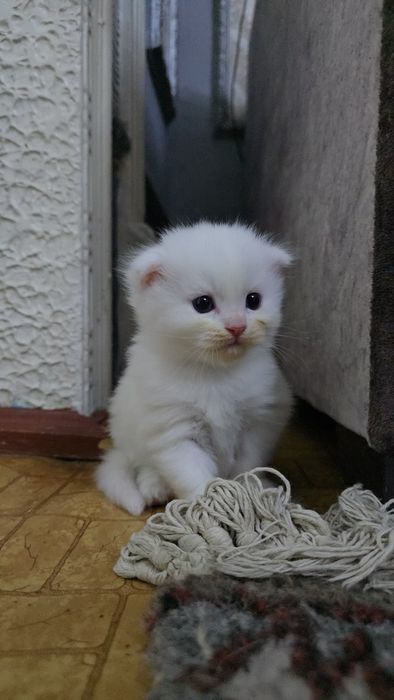Шотландский фолд девичка и мальчик тоза парода