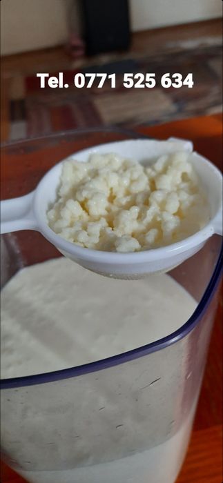 Ciuperca chefir, bacterie probiotica kefir