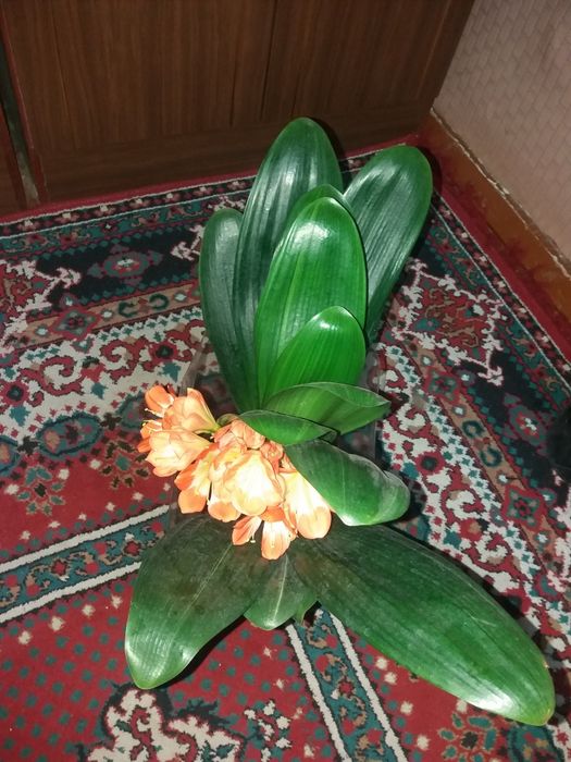 Продам комнатные растения Кливия
