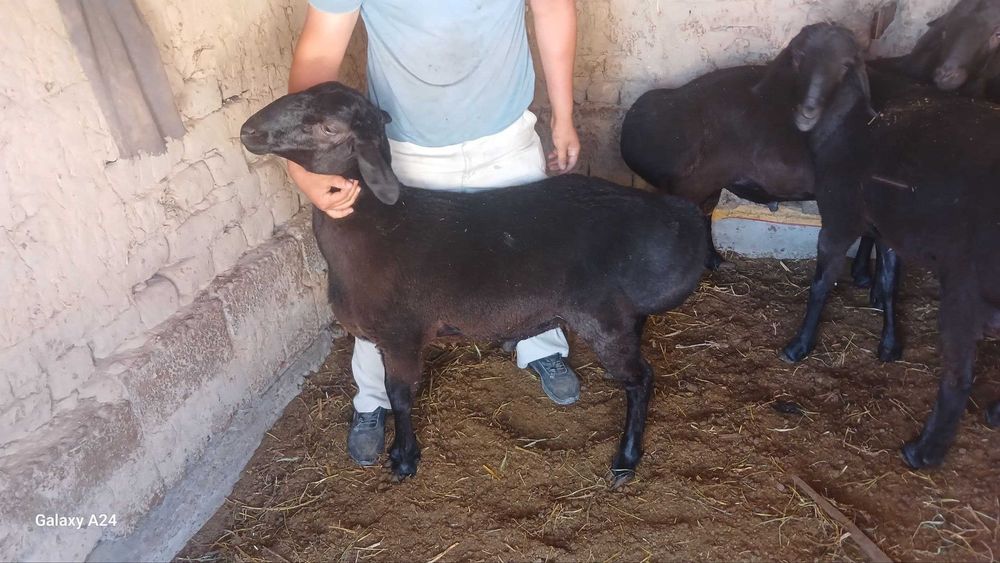 Qurbonlikga qo`ylar 85000 som / kg