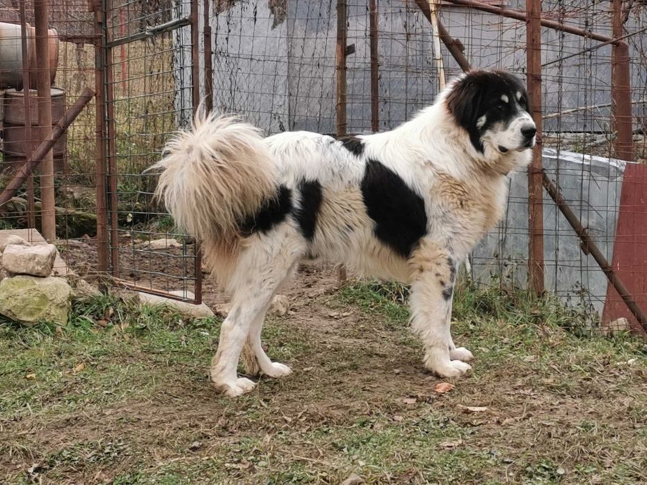 Mascul Ciobanesc de Bucovina Canisa Pomohaci