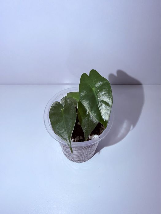 Алоказия, комнатные растения, комнатные цветы