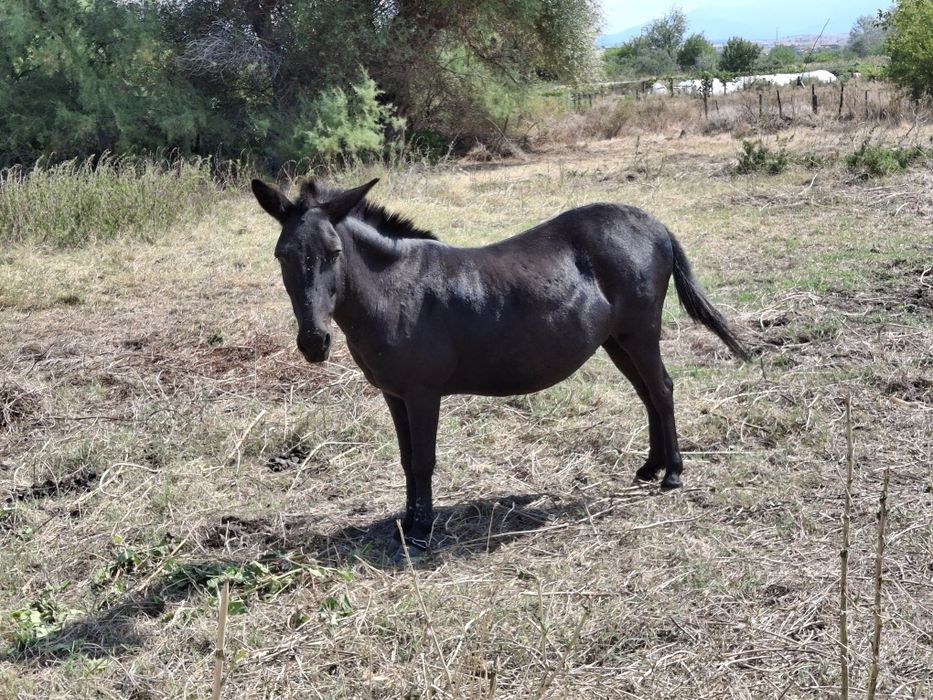 Продава се муле на средна възраст, около 700кг.