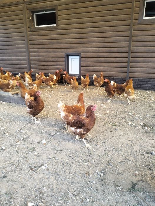 Куры молодки.          .