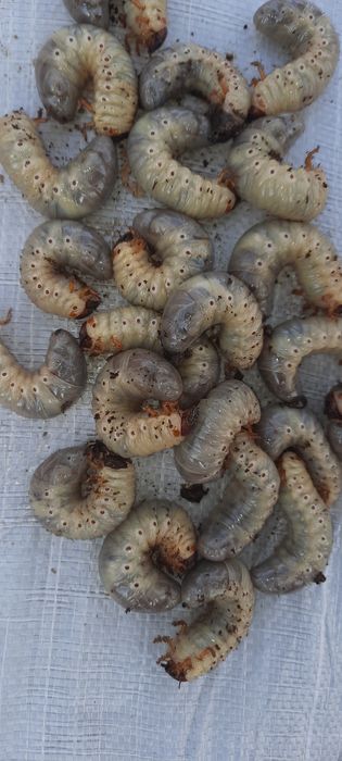 Sotiladi!  Qurt Baliq ovi uchun