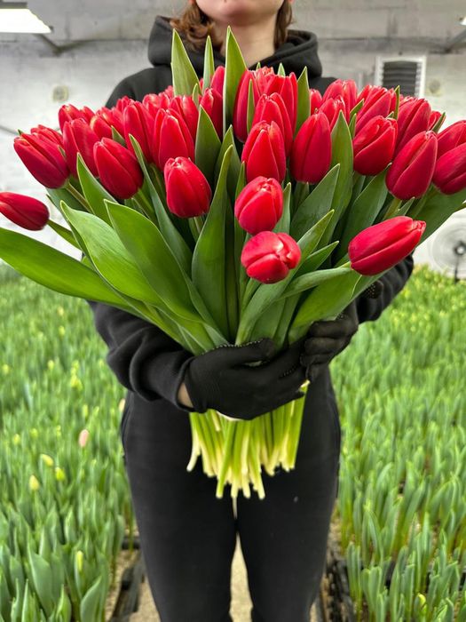 Тюльпаны в розницу ..