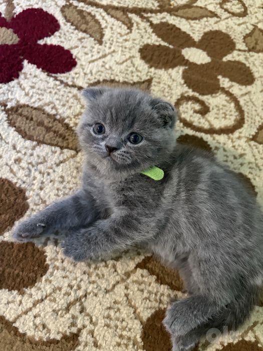 Продается очиравателные ,милые котята
