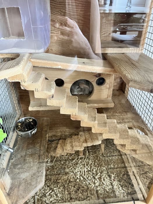 Продам шиншилку(грызун)