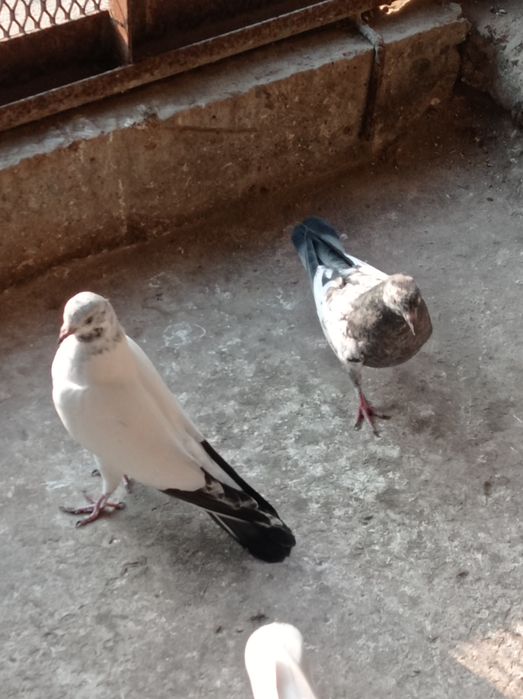 Продаются молодые голуби