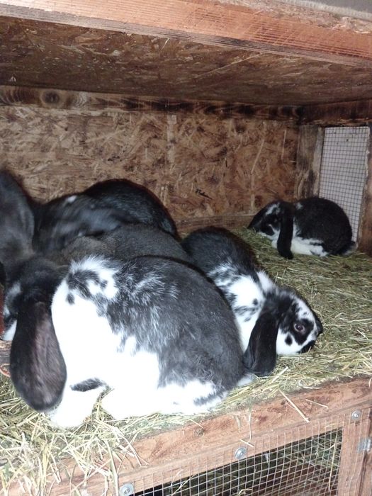 Iepuri berbec german