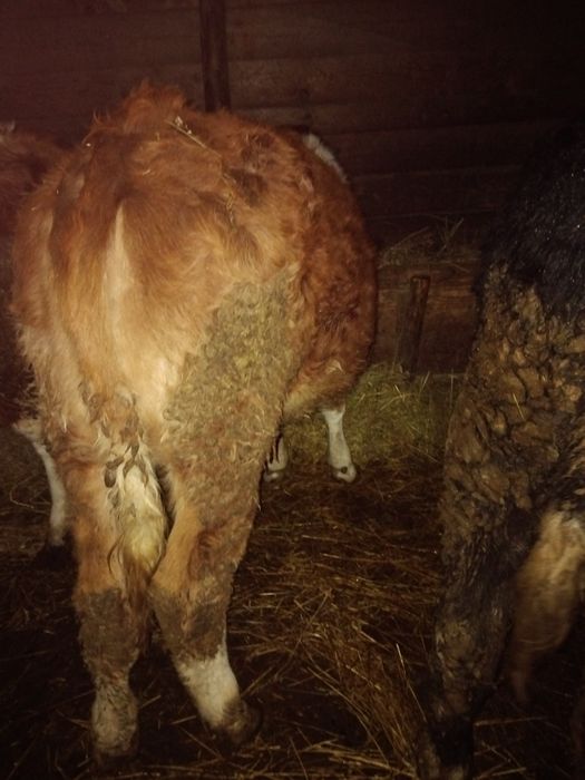 Trei taurasi si o vitica de vanzare