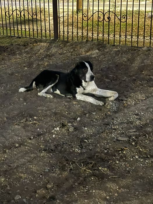 Продам кобелья супертяжа 80+