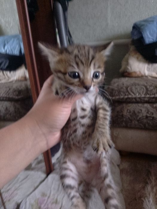 Бенгальские котята