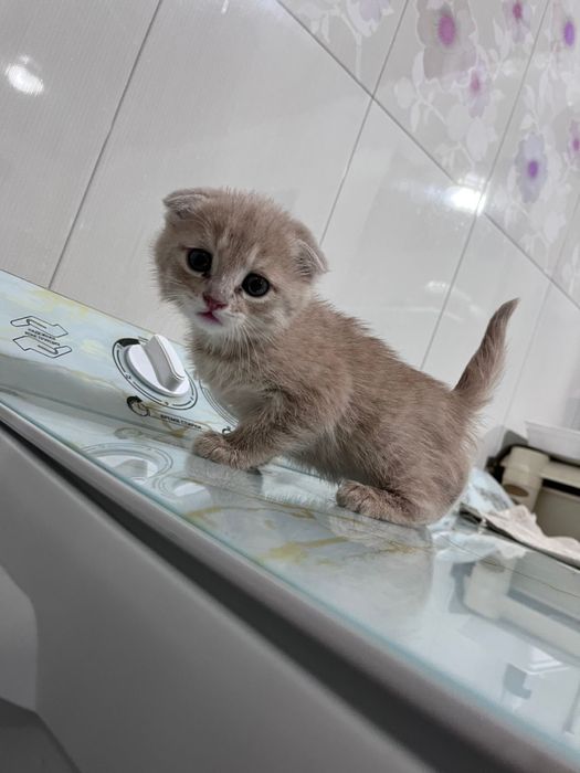 Шотландский Кошка Продается