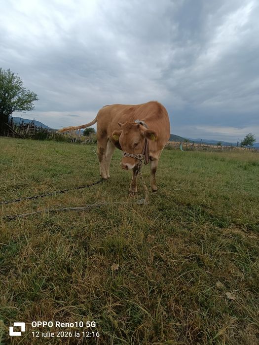 Vând vitea Băltată Românească
