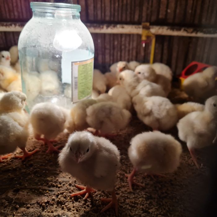 Цыплята бройлеры