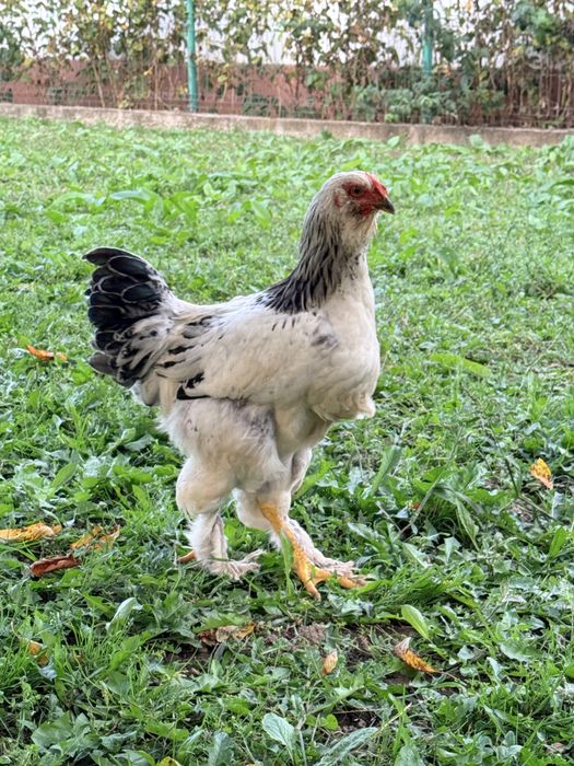 Vând cocoși barbosi si incaltati