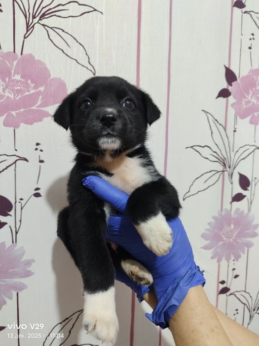 Ищем дом для щенков!