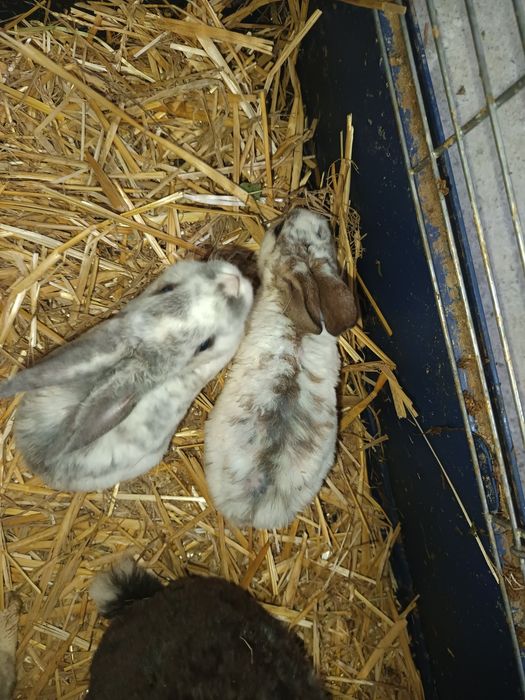 Vând iepurași bine îngrijiți