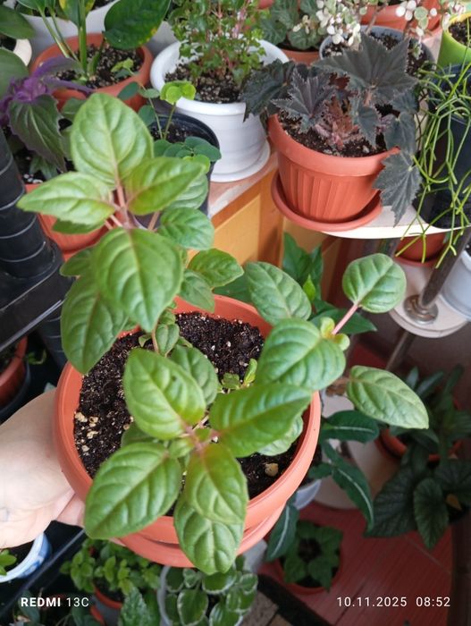 Продам. Растения