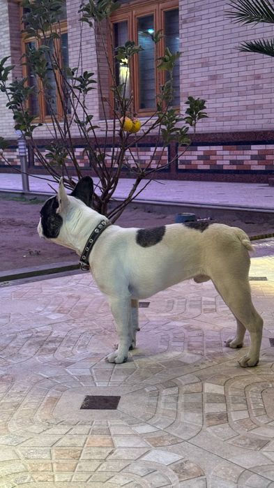 Французский бульдог