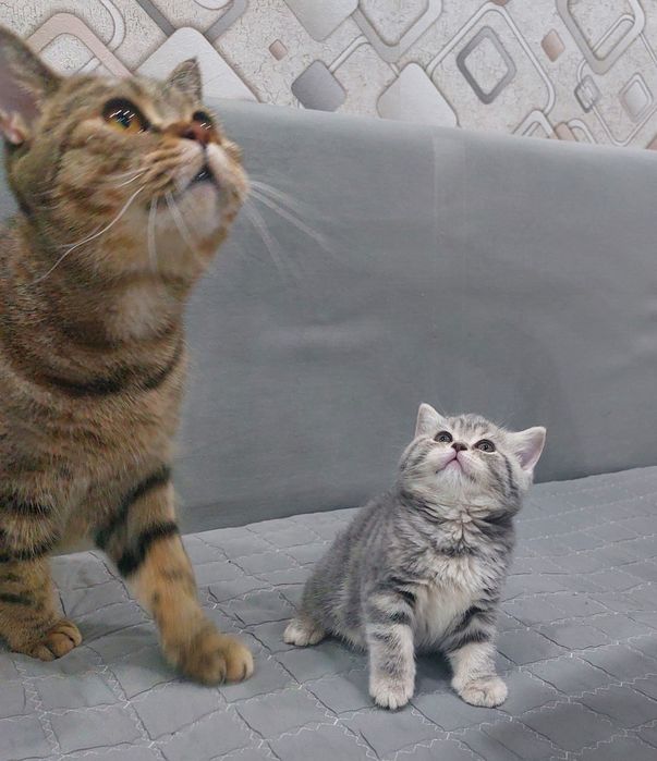 Продам кошечку британку с документами