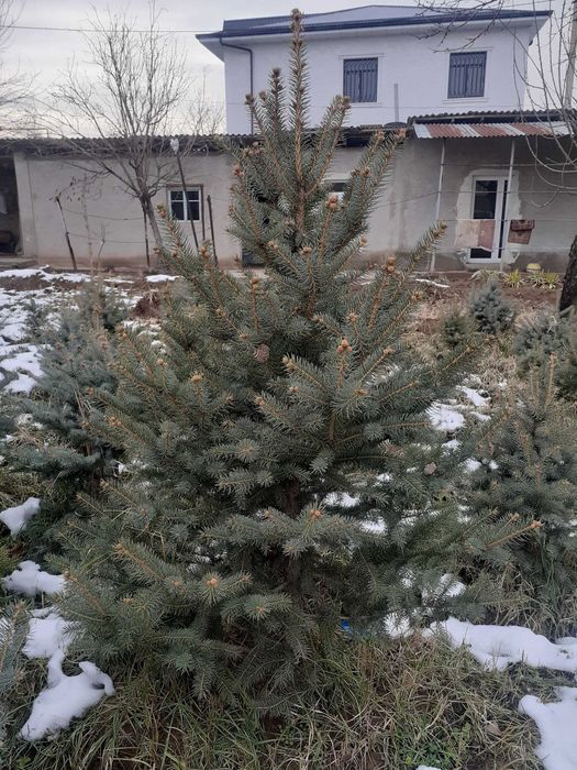 Голубая ель сотилади арзон. 500мингдан-1.5млнгача