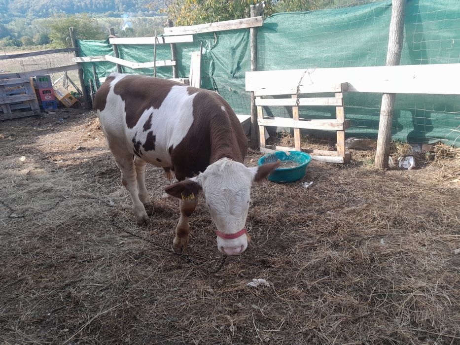 Vând tauras baltat românesc cu vârsta de10luni ideal pentru monta