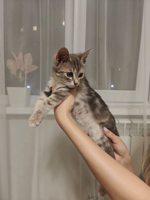 Отдам ласковую кошечку