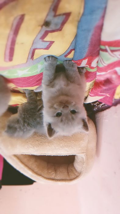 Котята скотиш страйт