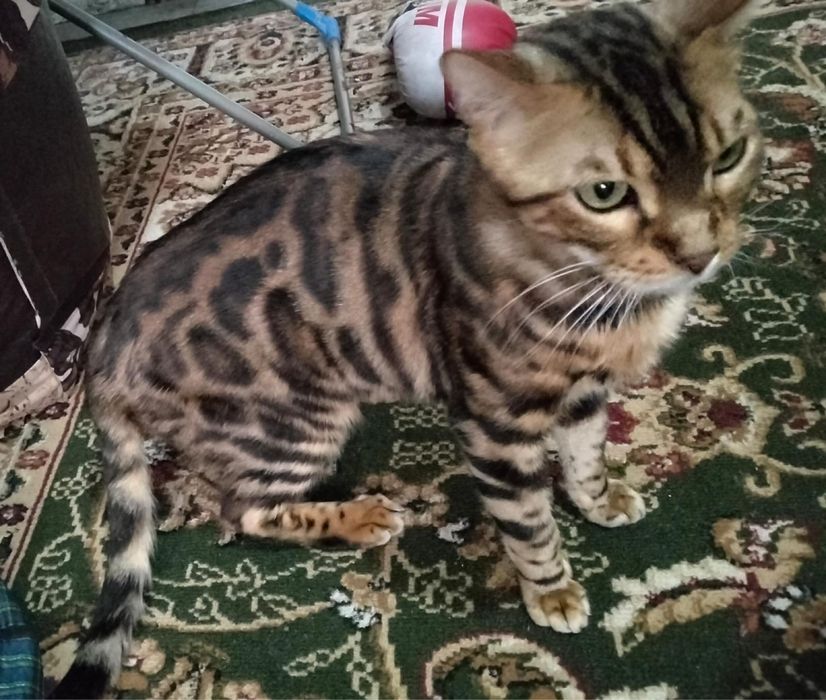 Срочно продам кота