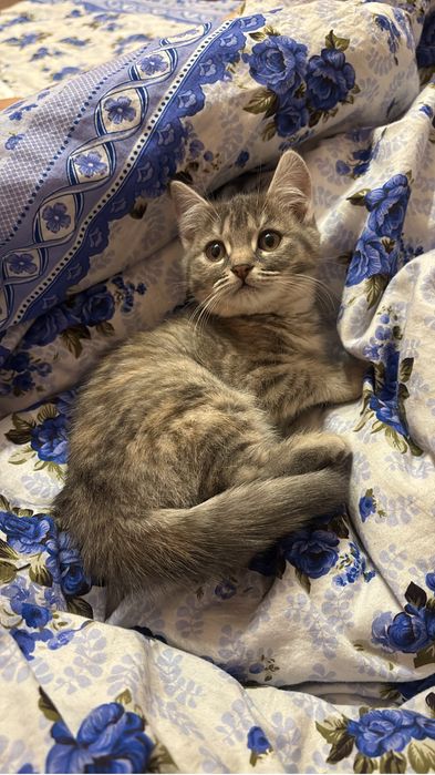 Отдам в добрые руки котят