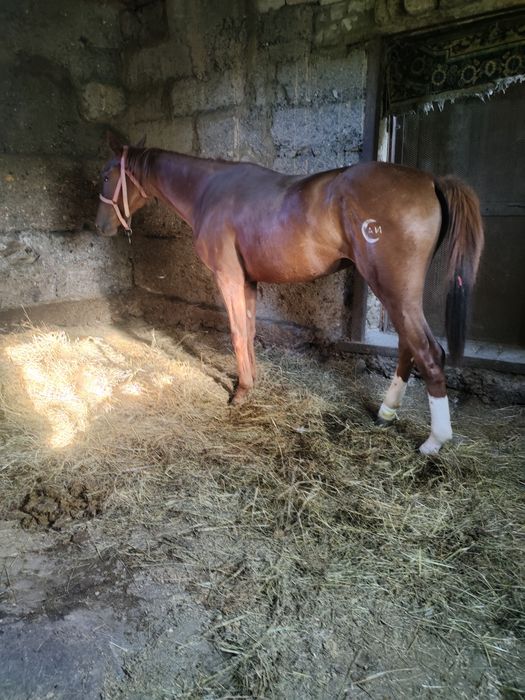 Продаётся англоарб кобылка