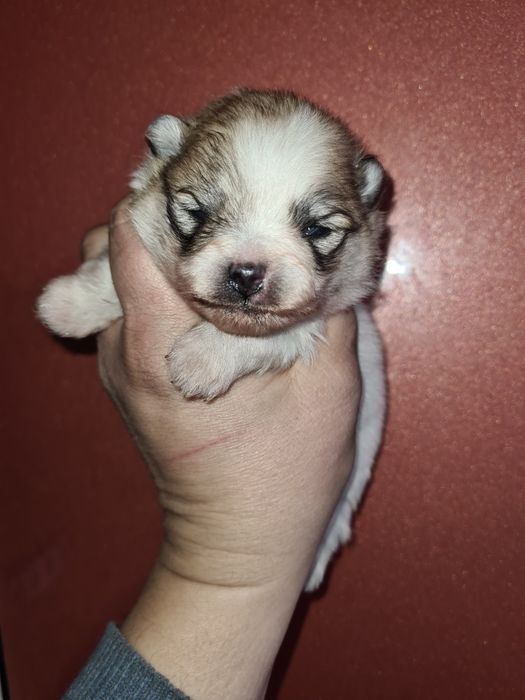 Продам щенков шпица.