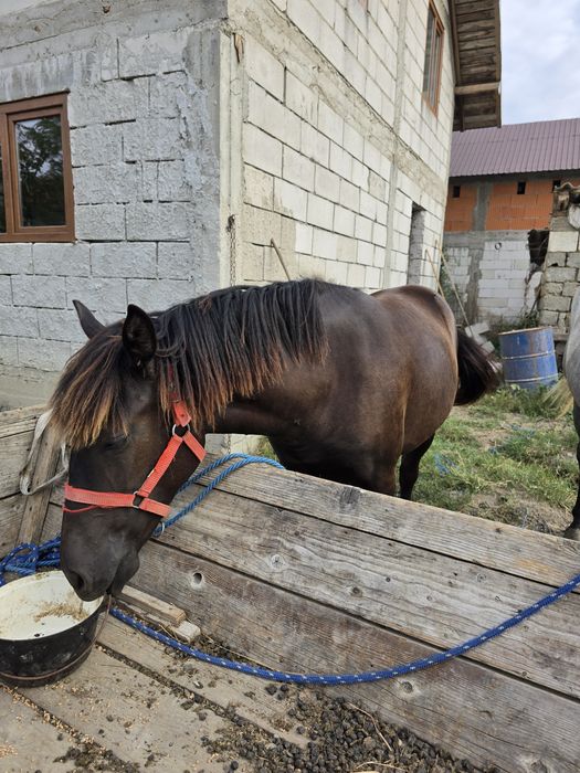 Mânză de 11 luni de vânzare