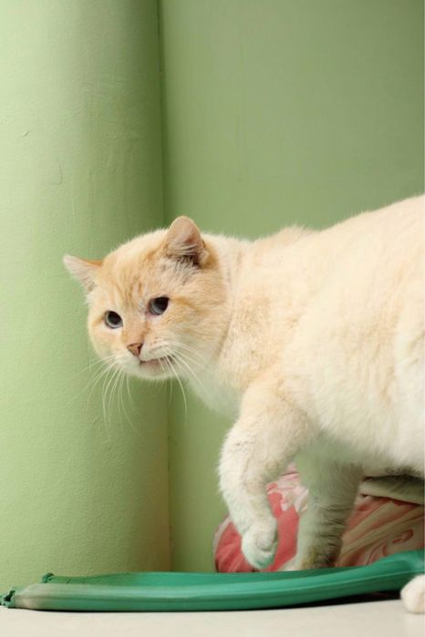 Кот Батон ищет дом