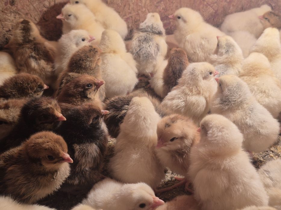 Балапандар цыплята