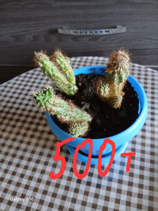 Продам домашние цветы