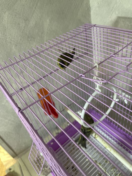 Чижик siskin bir juft qush