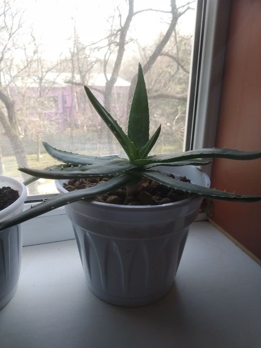 Ухоженные цветы все по 2000тг