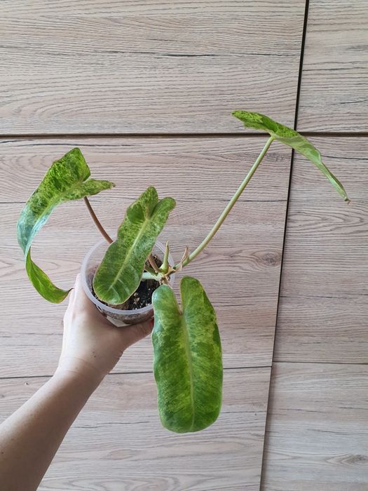 Филодендрон Параисо Верде